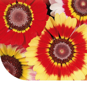 MRS Seeds & Mixtures Glebionis Carinata - Chrysanthemum Carinatum