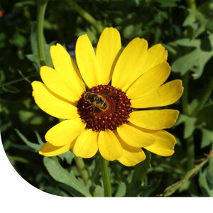 MRS Seeds & Mixtures Chrysanthème des Moissons - Chrysanthemum segetum