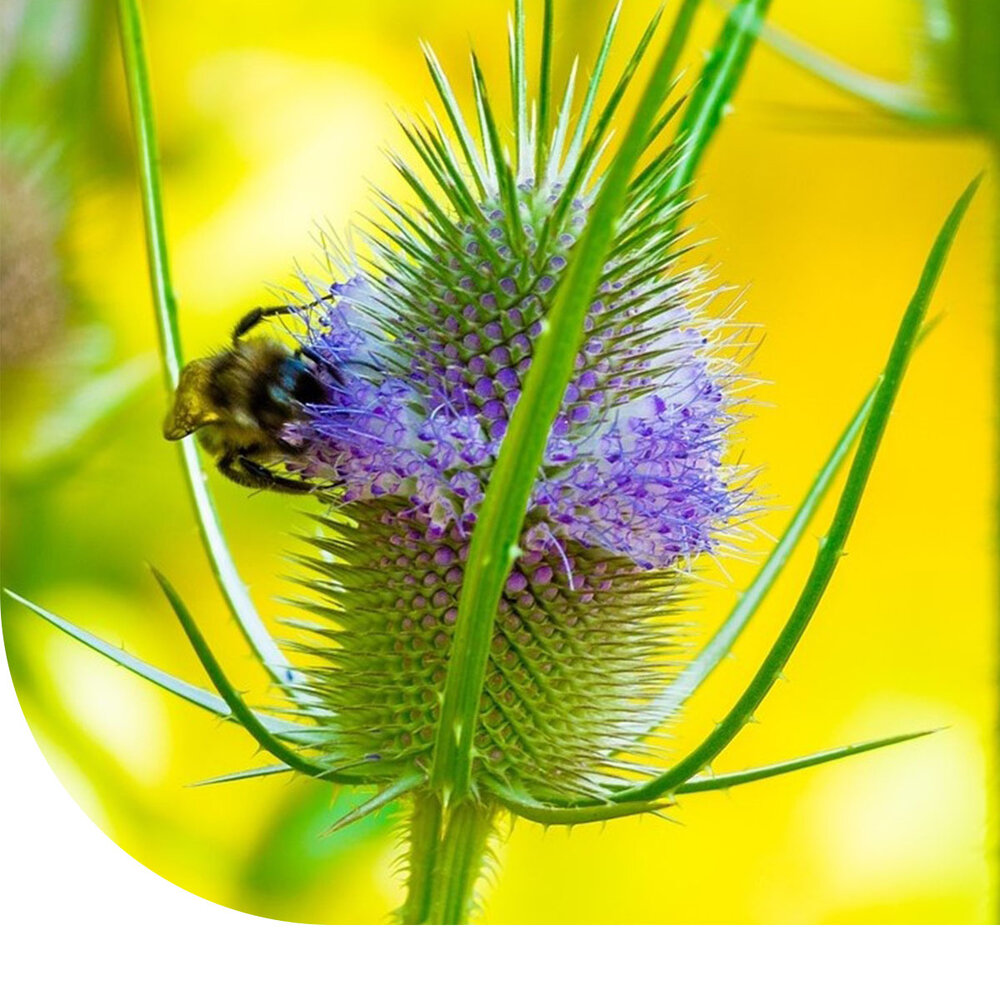Cardère Sauvage - Dipsacus fullonum Cardère Sauvage - Dipsacus fullonum