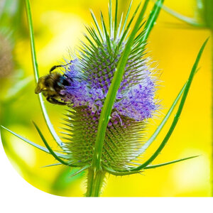 MRS Seeds & Mixtures Cardère Sauvage - Dipsacus fullonum MRS Seeds & Mixtures Cardère Sauvage - Dipsacus fullonum