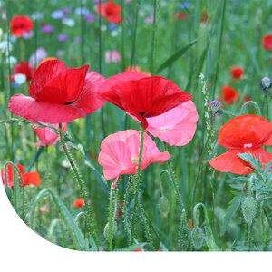 MRS Seeds & Mixtures Coquelicot  a fleurs doubles 'Shirley' - Papaver Rhoeas