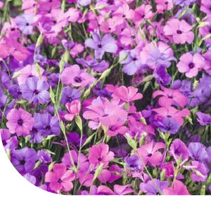 MRS Seeds & Mixtures Rose céleste mixte - Viscaria Oculata