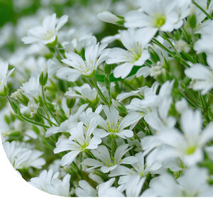 MRS Seeds & Mixtures Céraiste - Cerastium biebersteinii