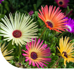 MRS Seeds & Mixtures Mésembryanthème - Mesembryanthemum