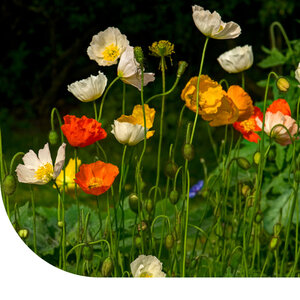 MRS Seeds & Mixtures Pavot d'Islande - Papaver nudicaule