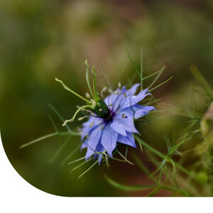 MRS Seeds & Mixtures Nigelle de Damas - Nigella damascena