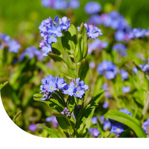 MRS Seeds & Mixtures Anchusa - Anchusa capensis