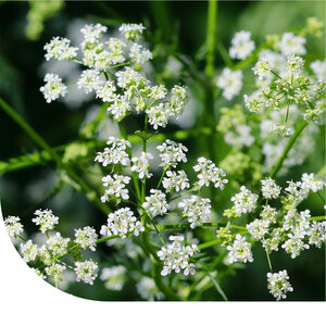 MRS Seeds & Mixtures Carvi - Carum carvi