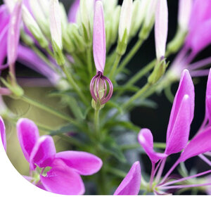 MRS Seeds & Mixtures Cleome Spinosa 'Colour Fountain'