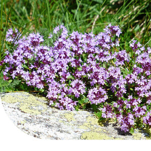 MRS Seeds & Mixtures Serpolet - Thymus serpyllum