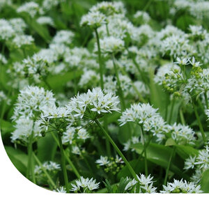 MRS Seeds & Mixtures Graines de Ciboulette à l'ail - Garlic Chives MRS Seeds & Mixtures Graines de Ciboulette à l'ail - Garlic Chives