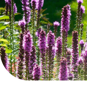 MRS Seeds & Mixtures Liatris à épi - Liatris spicata MRS Seeds & Mixtures Liatris à épi - Liatris spicata