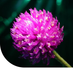 MRS Seeds & Mixtures Gomphrena globosa