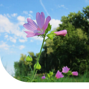 MRS Seeds & Mixtures Mauva musquée - Malva moschata