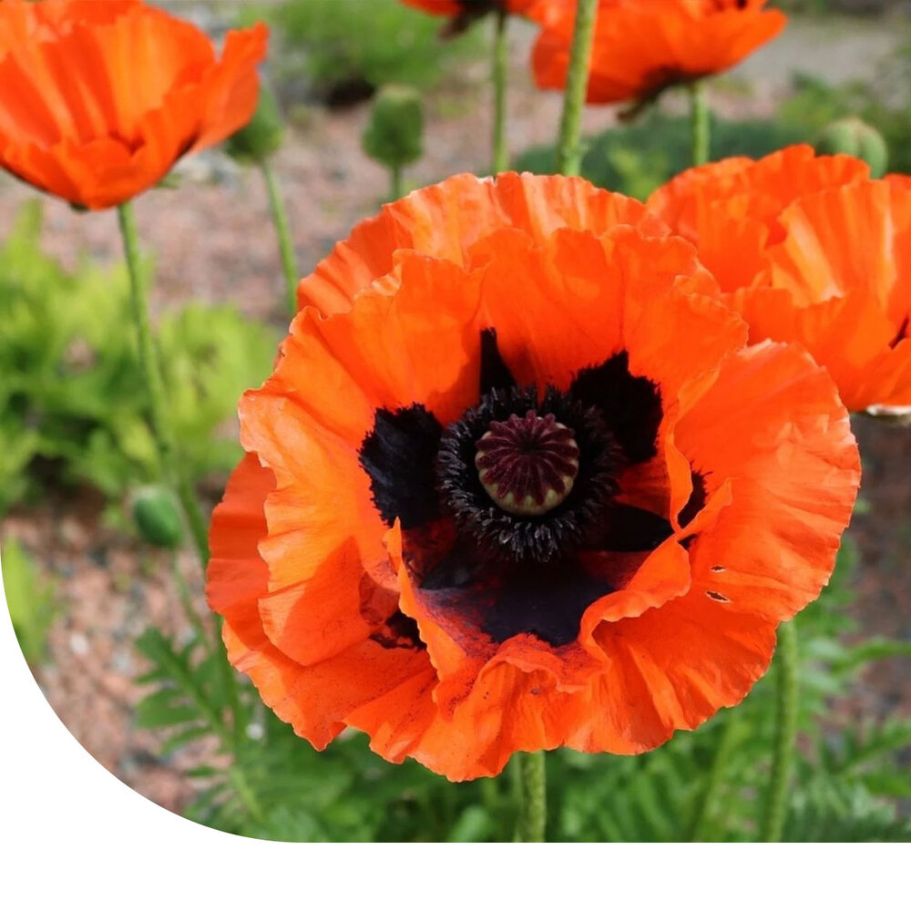 Pavot d’Orient - Papaver orientale Pavot d’Orient - Papaver orientale