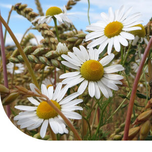 MRS Seeds & Mixtures Matricaire maritime - Matricaria inodora