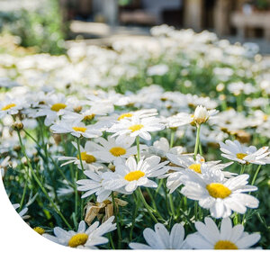 MRS Seeds & Mixtures Pâquerette - Bellis perennis