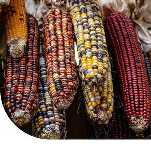 MRS Seeds & Mixtures Maïs ornemental 'Amero' - Zea mays MRS Seeds & Mixtures Maïs ornemental 'Amero' - Zea mays