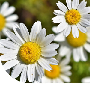 MRS Seeds & Mixtures Leucanthemum 'May Queen' - Chrysanthemum vernale