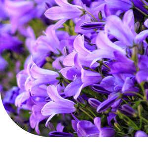 MRS Seeds & Mixtures Campanule carillon - Campanula medium
