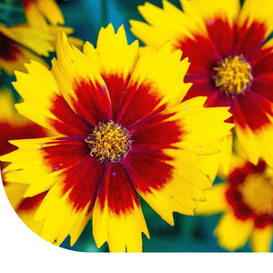 MRS Seeds & Mixtures Coréopsis des teinturiers - Coreopsis 'Bicolor'