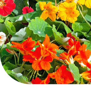 MRS Seeds & Mixtures Grande capucine 'Jewel' - Tropaeolum majus MRS Seeds & Mixtures Grande capucine 'Jewel' - Tropaeolum majus