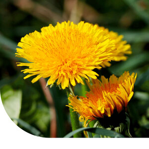 MRS Seeds & Mixtures Pissenlit - Taraxacum officinale
