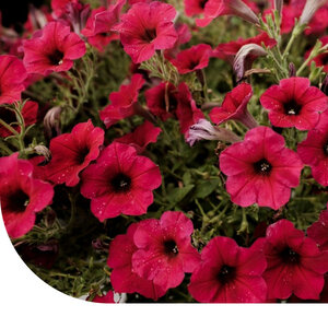 MRS Seeds & Mixtures Pétunia nana compacta - Fire Chief