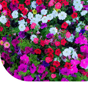 MRS Seeds & Mixtures Pétunia nana compacta - Mélange MRS Seeds & Mixtures Pétunia nana compacta - Mélange