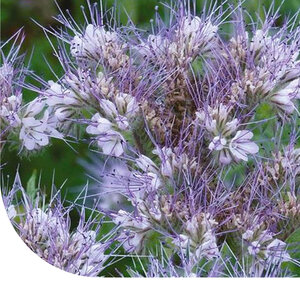 MRS Seeds & Mixtures Phacelia ami des abeilles - Phacelia tanacetifolia