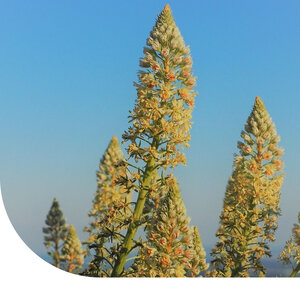 MRS Seeds & Mixtures Réséda 'Machet' - Reseda odorata