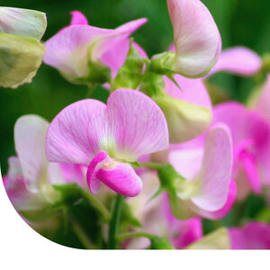 MRS Seeds & Mixtures Pois de senteur 'Cupid Rose' mixte
