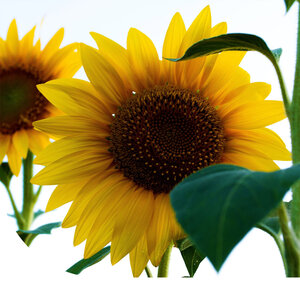 MRS Seeds & Mixtures Tournesol Géant - Helianthus Giganteus MRS Seeds & Mixtures Tournesol Géant - Helianthus Giganteus
