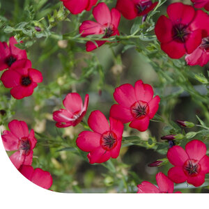 MRS Seeds & Mixtures Lin rouge - Linum Rubrum Grandiflorum