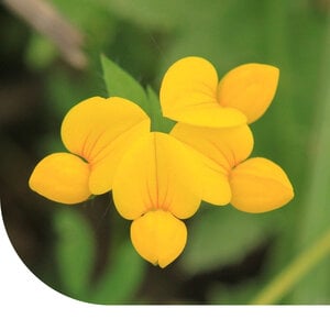 MRS Seeds & Mixtures Lotier corniculé - Lotus corniculatus