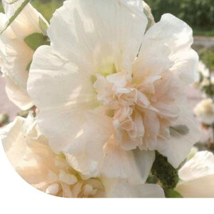 MRS Seeds & Mixtures Alcea rosea 'Majorette' - annuelle