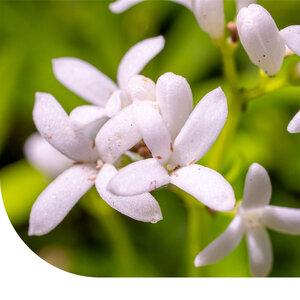 MRS Seeds & Mixtures Gaillet mou - Galium mollugo