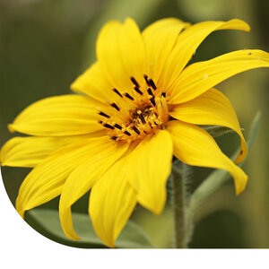 MRS Seeds & Mixtures Petit Tournesol 'Pacino Gold'