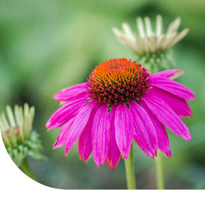 MRS Seeds & Mixtures Échinacée pourpre - 'Echinacea purpurea'