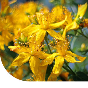 MRS Seeds & Mixtures Millepertuis perforé - Hypericum perforatum