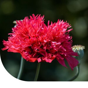 MRS Seeds & Mixtures Bulbe dormant - Papaver Somniferum - Graine de pavot