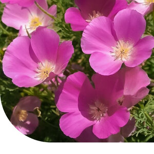 MRS Seeds & Mixtures Pavot de Californie 'Carmine King' - Eschscholzia californica