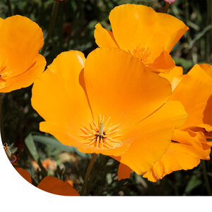 MRS Seeds & Mixtures Pavot de Californie - Mélange à une fleur - Eschscholzia californica