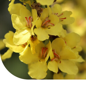 MRS Seeds & Mixtures Molène à fleurs denses - Verbascum densiflorum