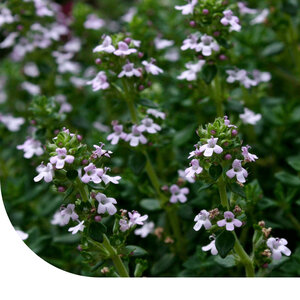 MRS Seeds & Mixtures Clinopodium acinos - Calamintha nepeta
