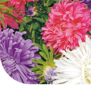 MRS Seeds & Mixtures Plume d'autruche Aster d'été - mixte