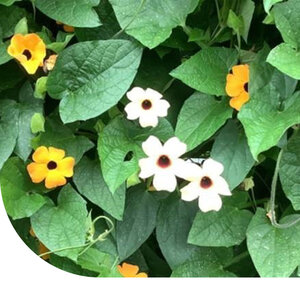 MRS Seeds & Mixtures Suzanne aux yeux noirs mixte- Thunbergia alata