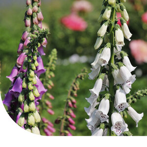 MRS Seeds & Mixtures Digitale pourpre - Digitalis Purpurea MRS Seeds & Mixtures Digitale pourpre - Digitalis Purpurea