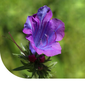 MRS Seeds & Mixtures Vipérine Faux Plantain - Echium plantagineum