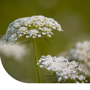 MRS Seeds & Mixtures Carotte sauvage - Daucus Carota